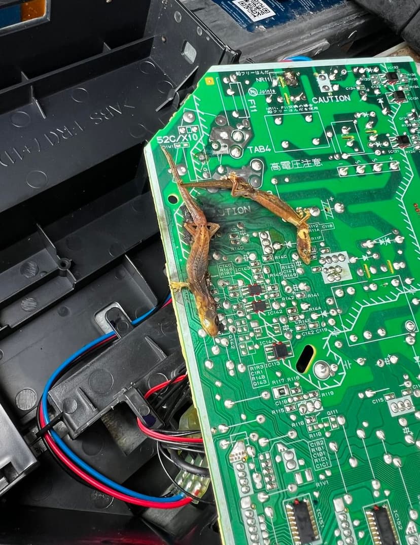 Lizards on a green circuit board of an electronic device, showcasing wildlife interaction.
